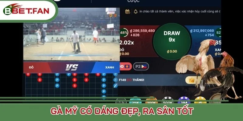 Gà Mỹ có dáng đẹp, ra sân tốt